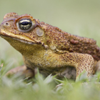ikon Toad sounds