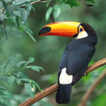 Toucan bird sounds
