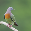 Green pigeon bird sounds