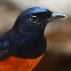 White-rumped shama Sounds icon