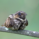 Suara Burung Whippoorwill APK