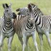 Zebra sounds