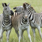 Zebra sounds icon