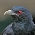 Asian koel Sounds icon