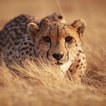 Cheetah (animal) sounds ~ Sboa