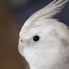 Cockatiel Bird Sounds 圖標