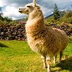 llama sounds