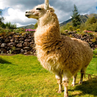 llama sounds icône