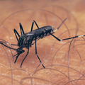 Mosquito Sounds