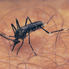 Mosquito Sounds icon