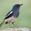 Oriental magpie-robin sounds