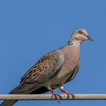 Spotted dove sounds