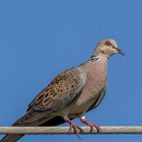 Spotted dove sounds APK