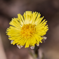 Flowers Wallpapers 4K 2022