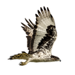 Eagle Attack أيقونة
