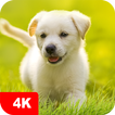 ”Puppy Wallpapers 4K