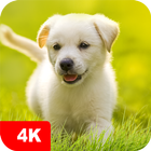 Fondos de pantalla perrito 4K icono