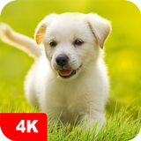 Puppy Wallpapers 4K آئیکن