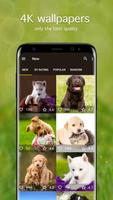 Puppy Wallpapers 4K پوسٹر