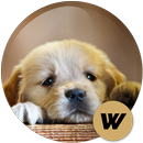 Puppies Wallpapers HD 🐶 APK