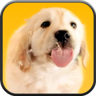 Puppy Licks Screen أيقونة