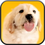 Puppy Licks Screen icône