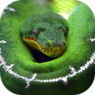 Python Live Wallpaper