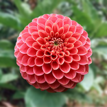 Blooming Flower Lock Screen