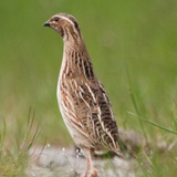Quail bird calls ikon