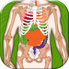 Human Body Anatomy Quiz icon