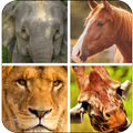 Quiz - Todos los animales del mundo