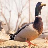 Үй құстарының дауыстары.