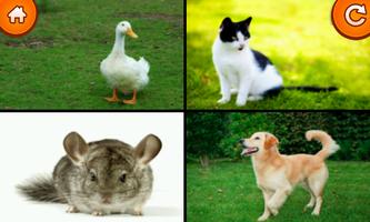 Invatam Animalele syot layar 3