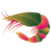 APK RTOrder