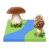 Mushroom Map icon