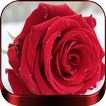 Rosas Rojas De Amor