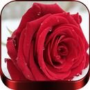 Rosas Rojas De Amor APK