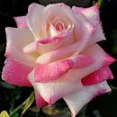 Para Mamá Rosas y Poemas APK