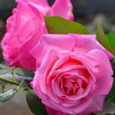 Rosas y claveles para compartir APK