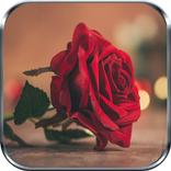 Rosas Rojas y Flores Hermosas