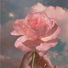 Rose Aesthetic Wallpaper ikona