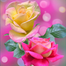 Rose Wallpaper : Flowers APK