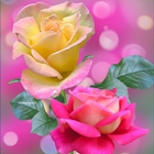 Rose Wallpaper : Flowers icône