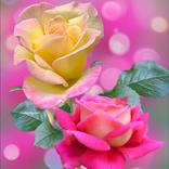 ”Rose Wallpaper