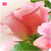 Rose HD Wallpaper - Free Offline