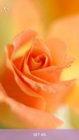 Rose HD Wallpaper - Free Offline imagem de tela 3