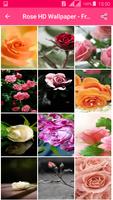 Rose HD Wallpaper - Free Offline 截图 1