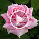 Rose Video Wallpaper RDT APK