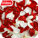 Rose Petals Video Wallpaper 3D APK