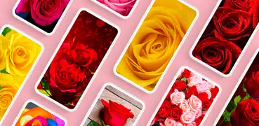 Hintergrundbilder mit Rose 4K